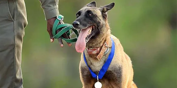 İnsanlardan 40 Kat Daha İyi Koku Alabiliyorlar: Köpeklerle İlgili İlginç 5 Bilgi İnsanlardan 40 Kat Daha İyi Koku Alabiliyorlar: Köpeklerle İlgili İlginç 5 Bilgi
