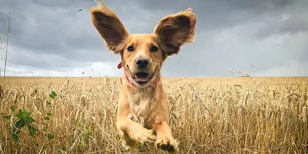İnsanlardan 40 Kat Daha İyi Koku Alabiliyorlar: Köpeklerle İlgili İlginç 5 Bilgi İnsanlardan 40 Kat Daha İyi Koku Alabiliyorlar: Köpeklerle İlgili İlginç 5 Bilgi