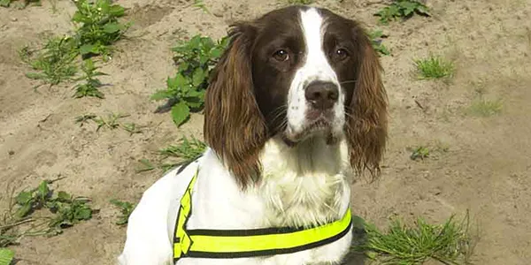 İnsanlardan 40 Kat Daha İyi Koku Alabiliyorlar: Köpeklerle İlgili İlginç 5 Bilgi İnsanlardan 40 Kat Daha İyi Koku Alabiliyorlar: Köpeklerle İlgili İlginç 5 Bilgi