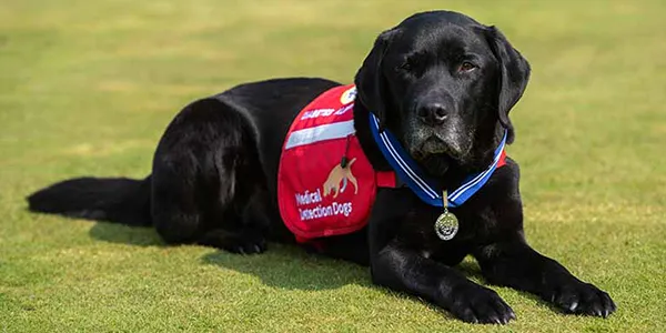 İnsanlardan 40 Kat Daha İyi Koku Alabiliyorlar: Köpeklerle İlgili İlginç 5 Bilgi İnsanlardan 40 Kat Daha İyi Koku Alabiliyorlar: Köpeklerle İlgili İlginç 5 Bilgi