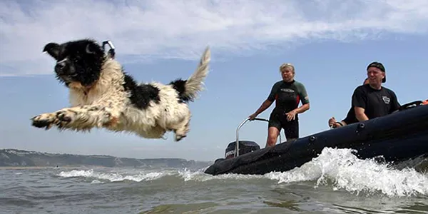 İnsanlardan 40 Kat Daha İyi Koku Alabiliyorlar: Köpeklerle İlgili İlginç 5 Bilgi İnsanlardan 40 Kat Daha İyi Koku Alabiliyorlar: Köpeklerle İlgili İlginç 5 Bilgi